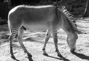 Zedonk: hybrid of a zebra and a donkey.